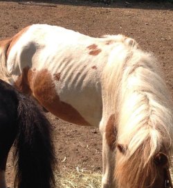 Old Westbury Farm Owner Charged with Neglect