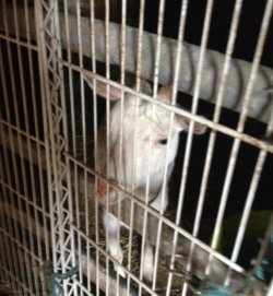 Old Westbury Farm Owner Charged with Neglect