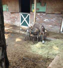 Old Westbury Farm Owner Charged with Neglect