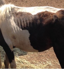Old Westbury Farm Owner Charged with Neglect