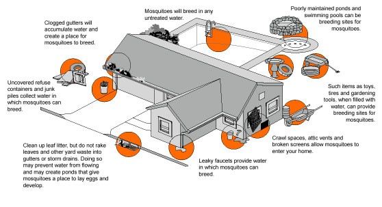 REMOVE MOSQUITO BREEDING SITES AROUND YOUR HOME!