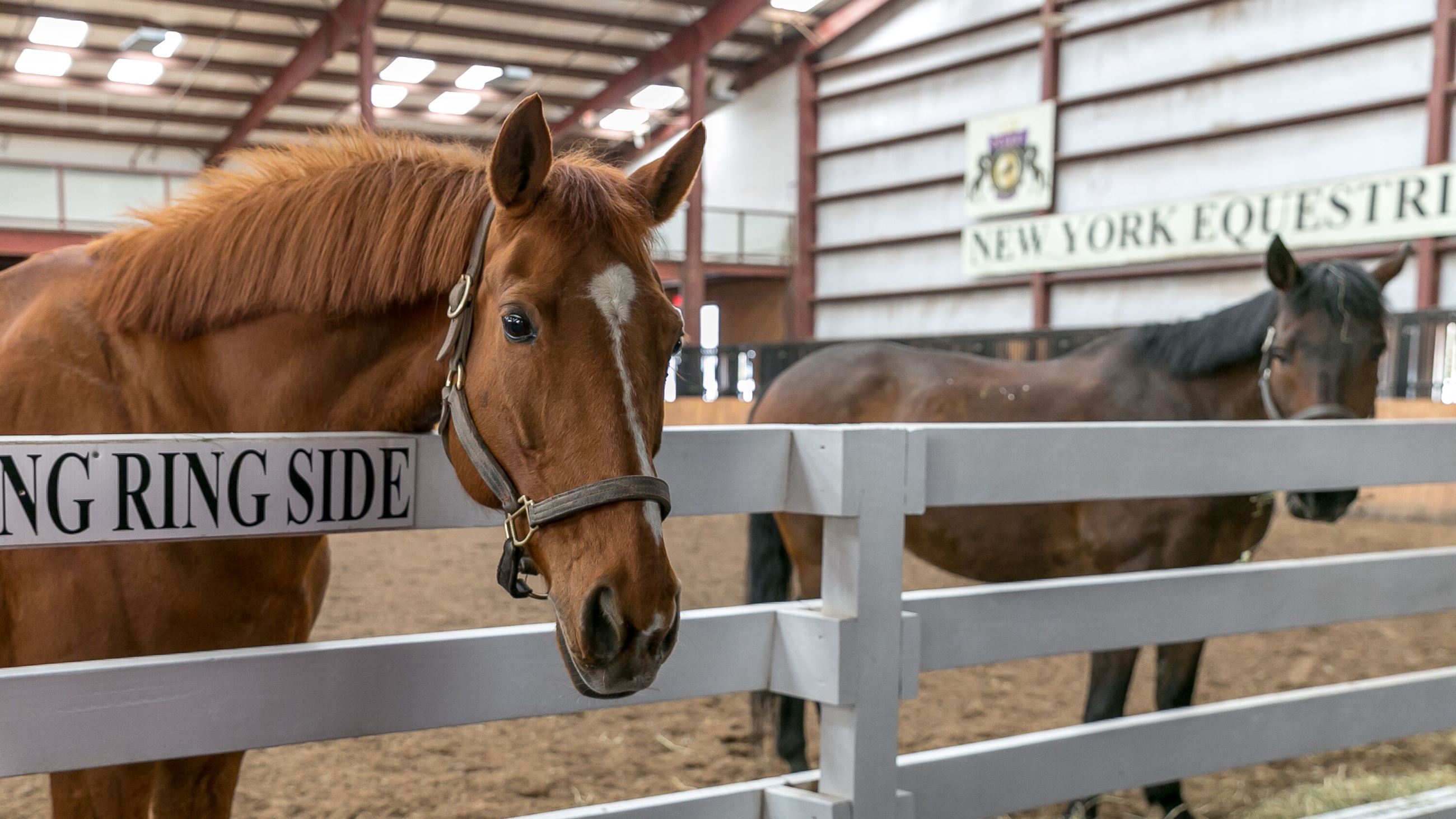 horses 3