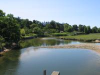 Pond and trees