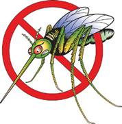 mosquito.jpg