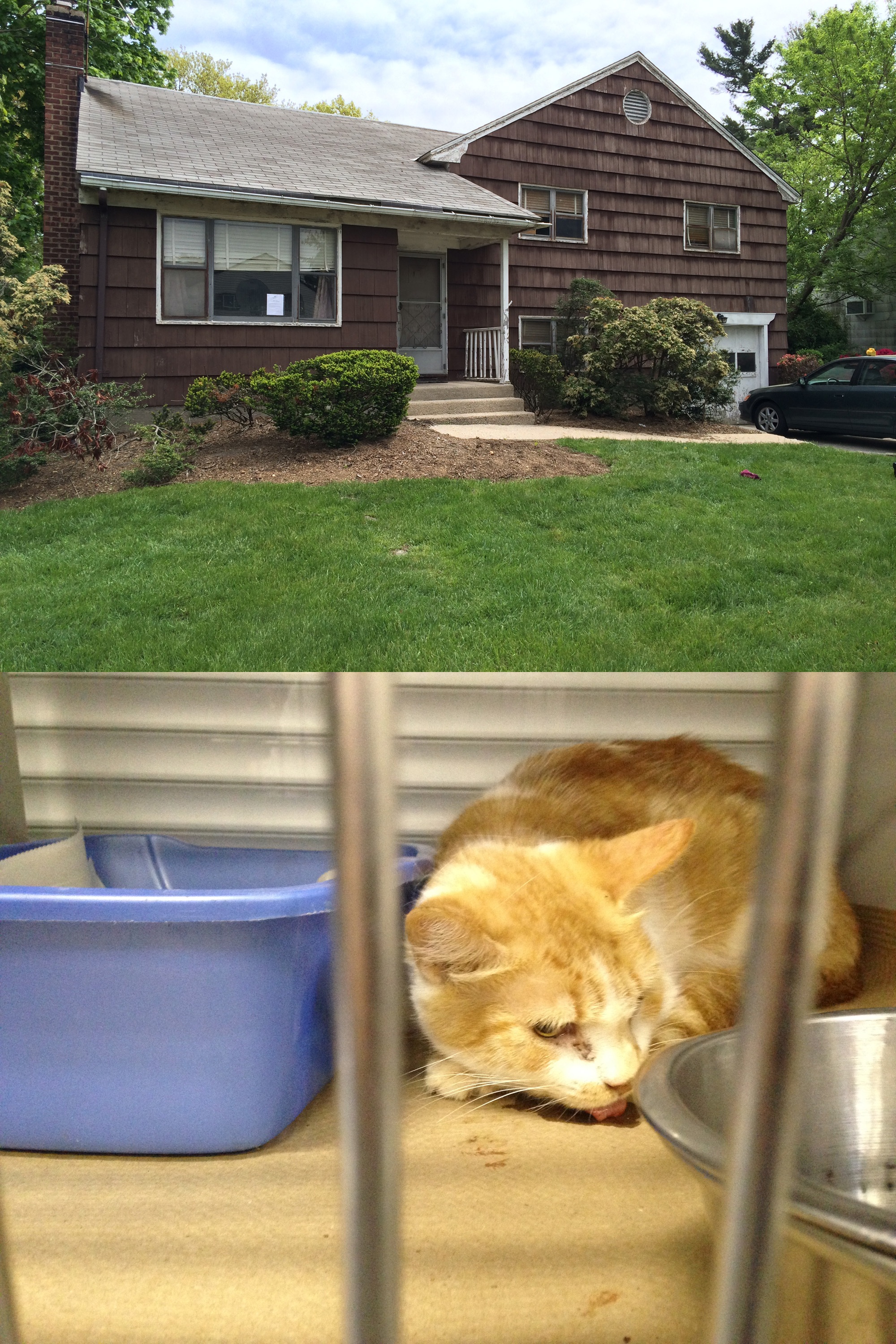 home and cat
