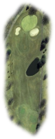 Hole 13